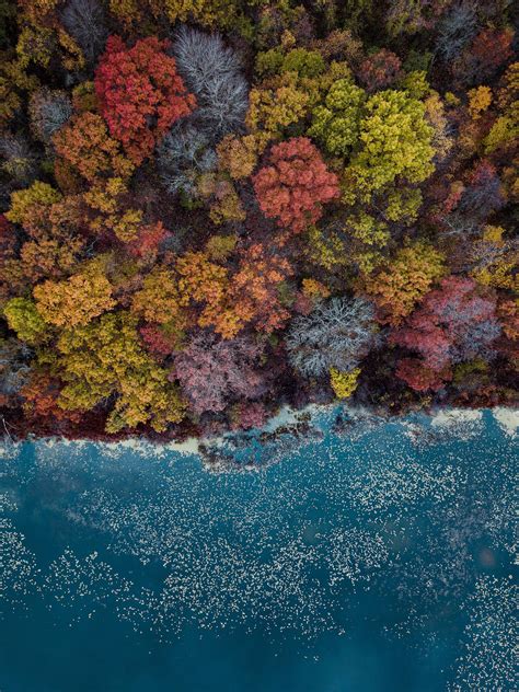 Download Beachside Autumn Trees Aerial View Wallpaper | Wallpapers.com