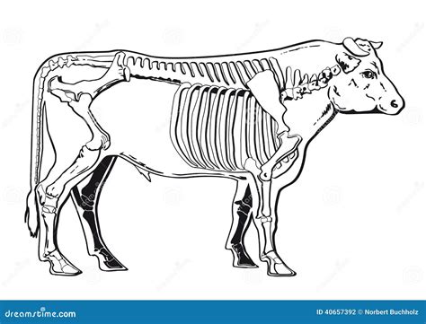 Cattle Skeleton Vector Illustration | CartoonDealer.com #40657392