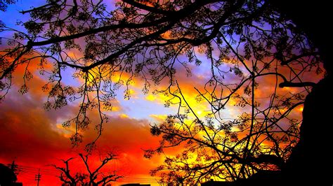 Download Silhouette Tree Nature Sunset HD Wallpaper