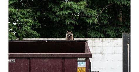 What Do Raccoons Eat? And How Can You Keep Them Out of Your Trash Cans - Best Pest Wildlife