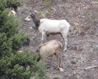 Albino Elk In Montana? | Montana Hunting and Fishing