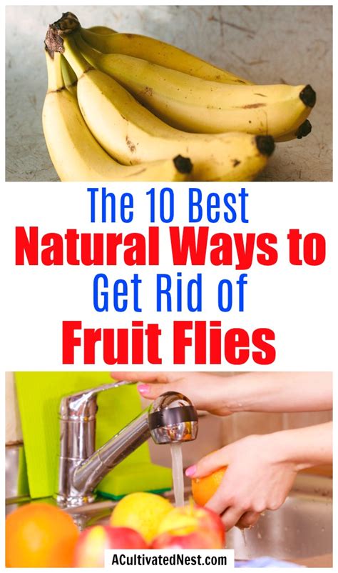 10 Natural Ways to Get Rid of Fruit Flies- A Cultivated Nest