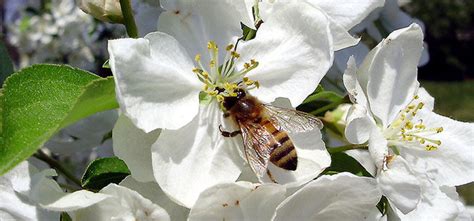 Apple Pollination Groups - Choosing Compatible Trees