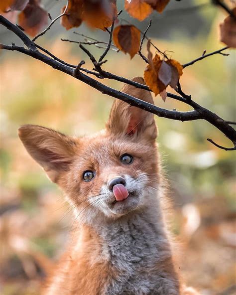 Photographer Captures Enchanting Photos of Finland’s Forest Animals