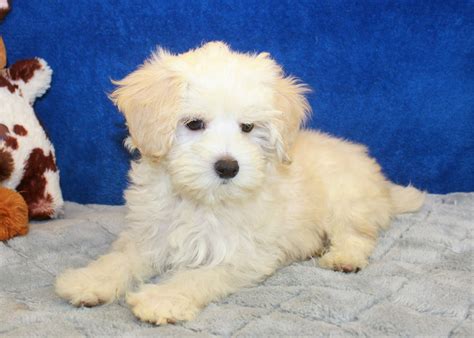 Malti Poo Puppies For Sale - Long Island Puppies