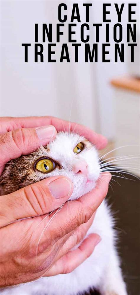 Cat Eye Infection Home Remedies, Signs and Symptoms