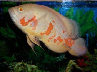 oscar fish care tips & guides: About Oscar Fish Breeding Behavior