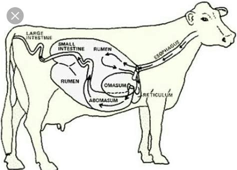 Cow Digestive System Diagram