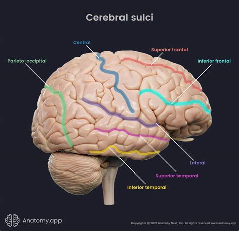 Lateral Fissure Brain