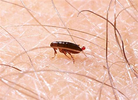 4 Signs Of A Flea Infestation: Canberra Pest Control