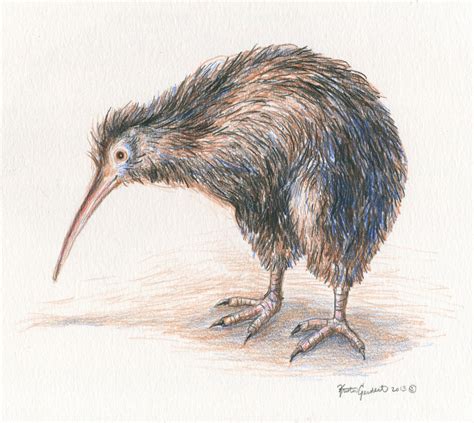 Kiwi Bird Drawing at GetDrawings | Free download