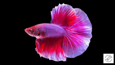 12 Beautiful Fish That Are Pink In Color