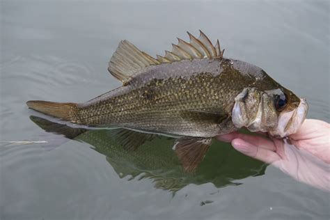 Fish Facts: Estuary perch - Fishing World