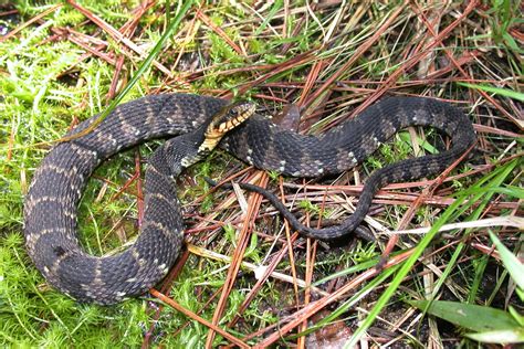 Banded Snake North Carolina Best Sale | head.hesge.ch