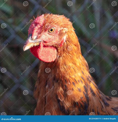 Portrait of a Red Hen on the Farm. Stock Image - Image of feather, head ...