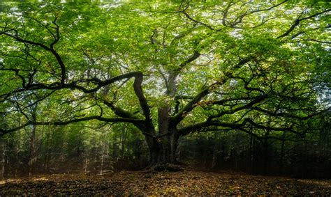 Lord of the forest (500 years old oak tree in Finland) : pics