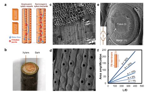 Xylem structure. a) Structure of xylem vessels in flowering plants and... | Download Scientific ...