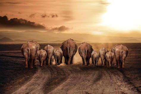 Surah Al-Fil (Elephant): Reminder of Allah’s Bounties | About Islam