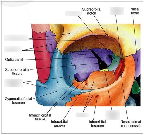 Bones of the orbit Diagram | Quizlet