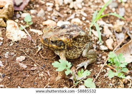 This Cane Toad, Photographed In Jamaica, Has Secreted A Milky White Poison Called Bufotoxin From ...