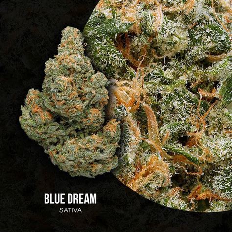 Blue Dream Weed Strain