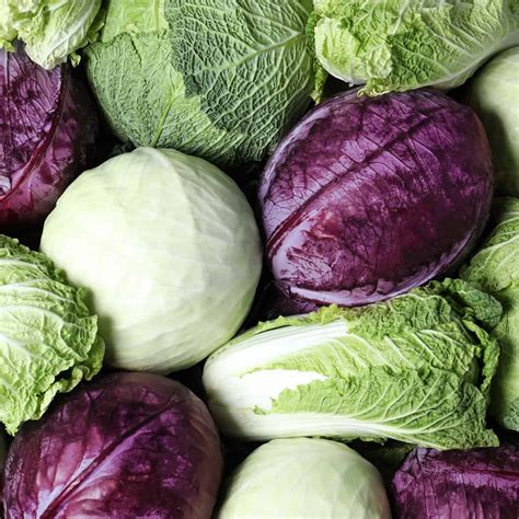 Discover 10 Cabbage Varieties (NEW) - Salads with Anastasia