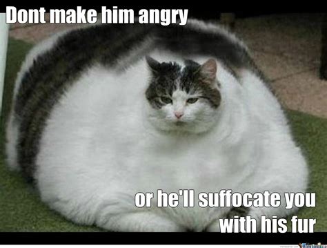 Funny Angry Cat Memes Clean