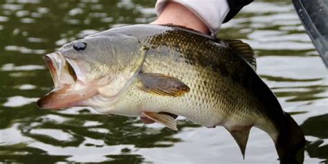 What is the World Record For Largemouth Bass - Best Tackle Box