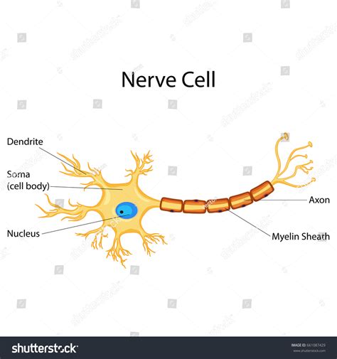 3,418 Nerve Cell Diagram Images, Stock Photos, 3D objects, & Vectors | Shutterstock