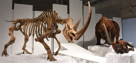 Top 56+ imagen fossil museum - Abzlocal.mx