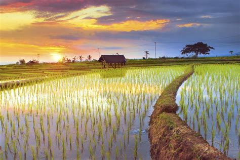 Rice Fields with Summer Sunset and Beauty the Sky Stock Image - Image ...