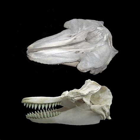 Killer Whale Skull: Anatomy, Function, and Evolutionary History | Paraiso Island