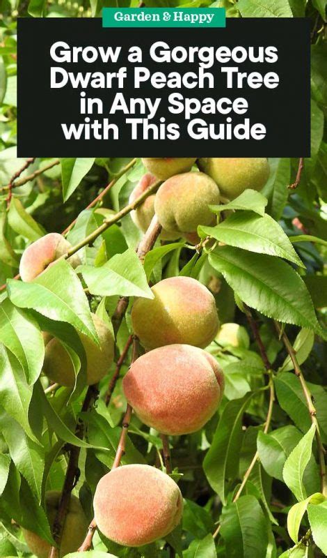 How to Grow a Dwarf Peach Tree in Any Space - Garden and Happy