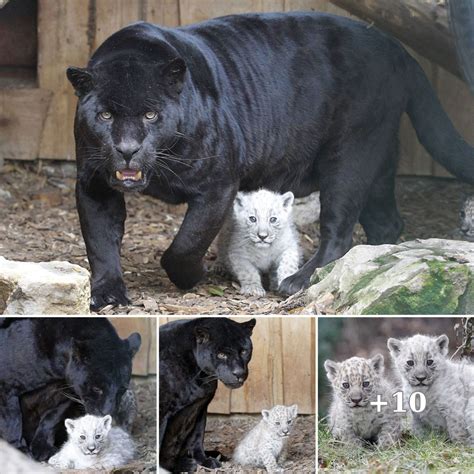 Enchanting Arrival: Rare Albino Jaguar Cubs Born to Black Mother at Aschersleber Zoo, Unveiling ...