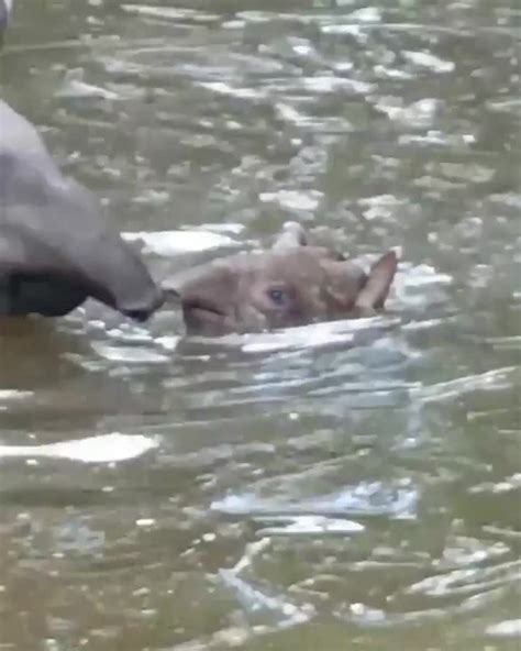 Baby tapir swimming with his momma! | Scrolller