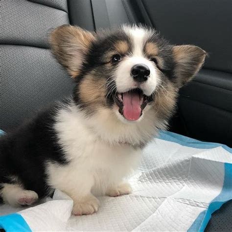 Husky Corgi Mix Puppies