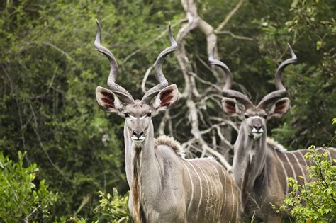 kudu, antelope, horns Wallpaper, HD Animals 4K Wallpapers, Images and Background - Wallpapers Den