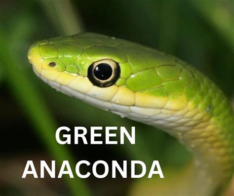 Green Anaconda | Animals Super Store