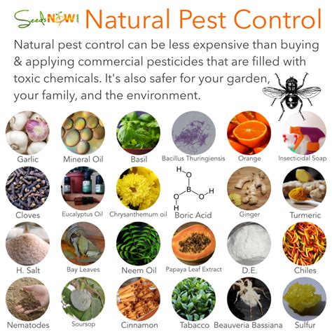 Natural Pest Control Methods - Urban Organic Gardener