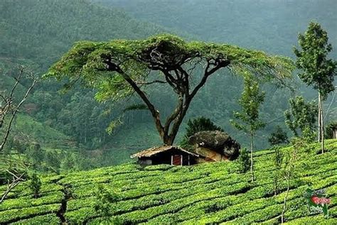 Sreemangal, Tea Gardens & Rainforest Eco Tour | Ecotourism, Tea garden, Sylhet | Tourist places ...