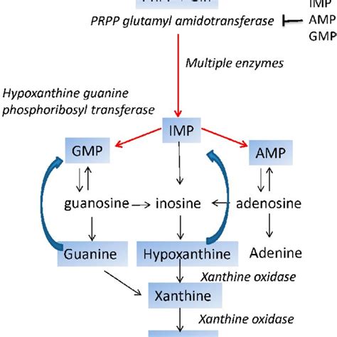 Outline of purine de novo synthesis, salvage, and degradation. Red ...