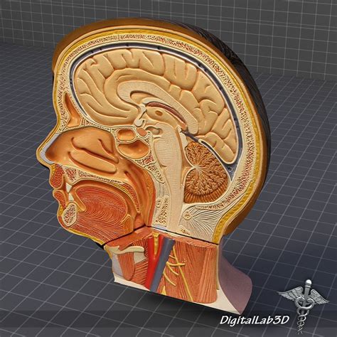 Human Head Anatomy 3D model | CGTrader