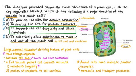 Question Video: Identifying the Function of the Vacuole in a Plant Cell | Nagwa