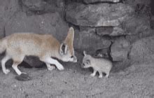 Cute Fox GIFs | Tenor