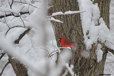 Christian Images In My Treasure Box: Cardinal In A Snow Covered Tree