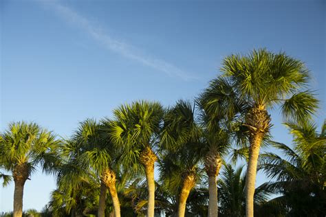 florida-palm-trees