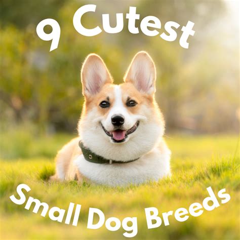 The 9 Cutest Small Dog Breeds - PetHelpful