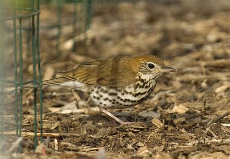 Wood Thrush - Owen Deutsch Photography