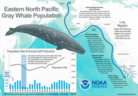 There and back again: Uncovering the mysteries of gray whale migration – oceanbites