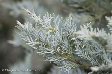 Juniper – Moonglow – Cheyenne Tree Farm – Trees, Shrubs, Perennials – Edmonton Nursery & Garden ...